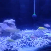 ماهی گوشت خوار ۶عدد