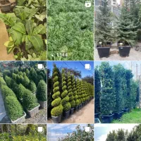 طراحی و اجرای فضای سبز ( انواع درختان تزئینی )