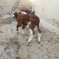 گاو گوساله سمینتال اصل|حیوانات مزرعه|دیواندره, |دیوار