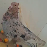 سار هفرنگ نر|پرنده|شیروان (خراسان), |دیوار