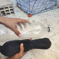 حراج انواع کبوتر|پرنده|خورموج, |دیوار