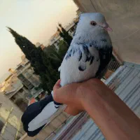 کفتر|پرنده|تهران, اختیاریه|دیوار
