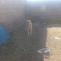 توله یک سال