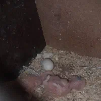 جوجه کوتوله|پرنده|تربت جام, نظامی|دیوار