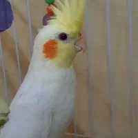 جوجه عروس هلندی لوتینو و سینامون ۶ ماهه