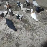 کلفه