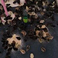 جوجه لری ده روزه