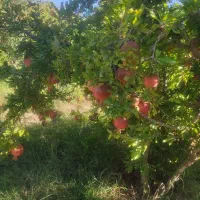 فروش انار روی باغ واقع در بخش سیاخ سیخ دارنگون
