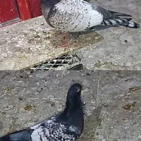 کبوتر طاووسی سینه فر