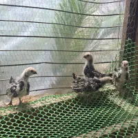 جوجه سیبرایت و جوجه گلپایگان نژاد درشت