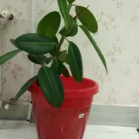 یک عدد گل طبیعی گوش فیلی با گلدان