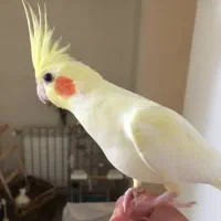 گمشده،عروس هلندی ،یاقوتین