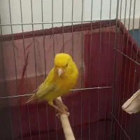 قناری طلایی نر