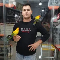 کاسکو خورشیدی گرینچیک در پرنده سرای ابوالفضل|پرنده|قائمشهر, |دیوار