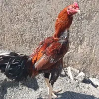 لاری نسل 16 ماهه شرط کساو