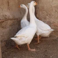 قوغاز اکراینی