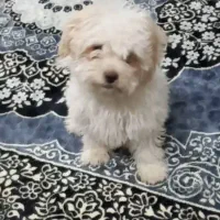 فروش توله سگ ۳ماهه نژادشیتز وتریر