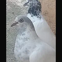 کبوتر شیخ