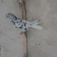 سوسنی دم سفید ماده سربندی|پرنده|شیراز, ارم|دیوار