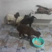 بره|حیوانات مزرعه|دزفول, |دیوار