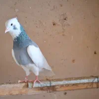 طوقی... سینه