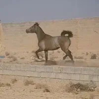 اسب|اسب و تجهیزات اسب‌سواری|حبیب آباد, |دیوار