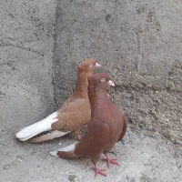 جفت زرد دم سفید  نر وماده