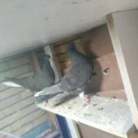 جوجه دم سفید