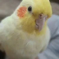 گمشده