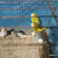 جفت عروس|پرنده|رشت, فلسطین|دیوار