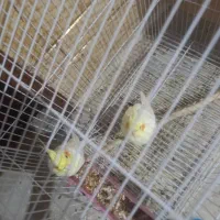 جفت لوتینو مولد