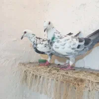 کبوتر