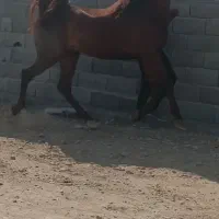 نریان چهار سال درجه یک همه چی تمام
