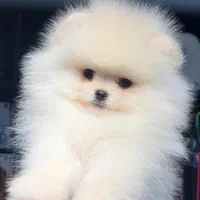 سگ پامر خرسی بدون واسطه|سگ|شیراز, فرهنگ شهر|دیوار