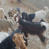 فروش۳۰راس کهره نر و ۲۰راس کهره ماده بنک بز،میش،بره