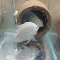 پرت پلار جفت