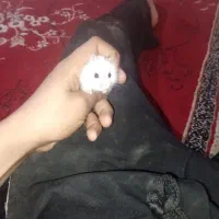 یک عدد جفت همستر فندوقی