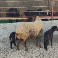 گوسفند دوقلو بره ها هردو ماده کامل خوراکخور|حیوانات مزرعه|بندر ترکمن, |دیوار