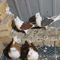 کبوتر رنگی و پلاکی