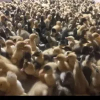 جوجه اوردک به شرت سالم