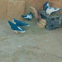 کبوتر|پرنده|تربت‌حیدریه, سرمحله|دیوار