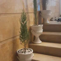 گیاه و گلدان سرو|گل و گیاه طبیعی|قم, شاه ابراهیم|دیوار