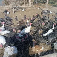 فروش بوقلمون|حیوانات مزرعه|مشگین شهر, |دیوار