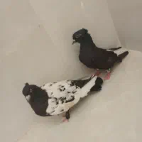 کبوتر جفت کاکولی