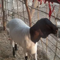 سه عدد بره نر زیر سال مناسب گوشت وقربانی و داشت