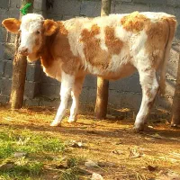 3 راس گاو .. لیشه چالوسی.. سیمینتال|حیوانات مزرعه|رشت, بازار|دیوار