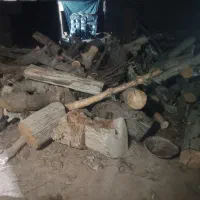 خرید چوب|خدمات باغبانی و درختکاری|کرمان, |دیوار