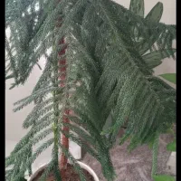 گل طبیعی|گل و گیاه طبیعی|بروجرد, |دیوار