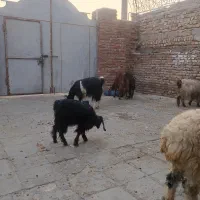 گوشتی|حیوانات مزرعه|خاش, |دیوار