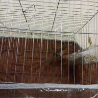 قناری نرو ماده|پرنده|کرمان, |دیوار